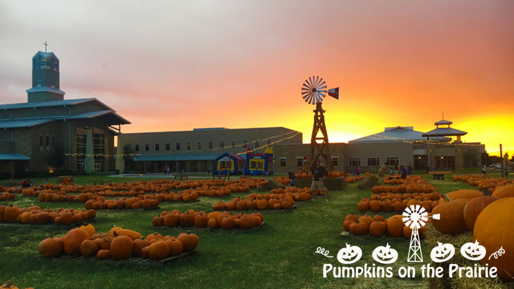 pumpkin web